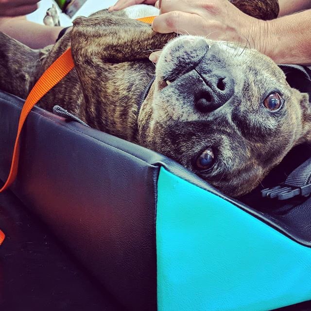 AnimaliusVet's tweet photo. Becks visited today for an #ultrasound following removal of a cutaneous #hemangiosarcoma which is a malignant &amp; aggressive soft tissue tumour. Sometimes malignant cells from a primary tumour can spread to a secondary site. Our radiologist found no metastasis (or abnormalities)! https://t.co/xiQAssfMov