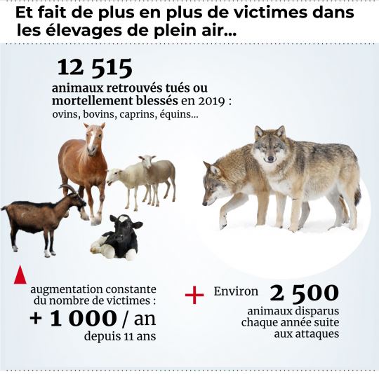 INRAE_France's tweet photo. #Loup et #élevage : bilan de 27 ans de coexistence
Environ 530 loups en France et 12 000 animaux d'élevage tués chaque année suite à leurs attaques malgré la protection des troupeaux.
Une piste ? Rétablir la crainte des loups à l'égard des humains.
▶ https://t.co/VQo6wNnVke https://t.co/nQKMfwgGEu