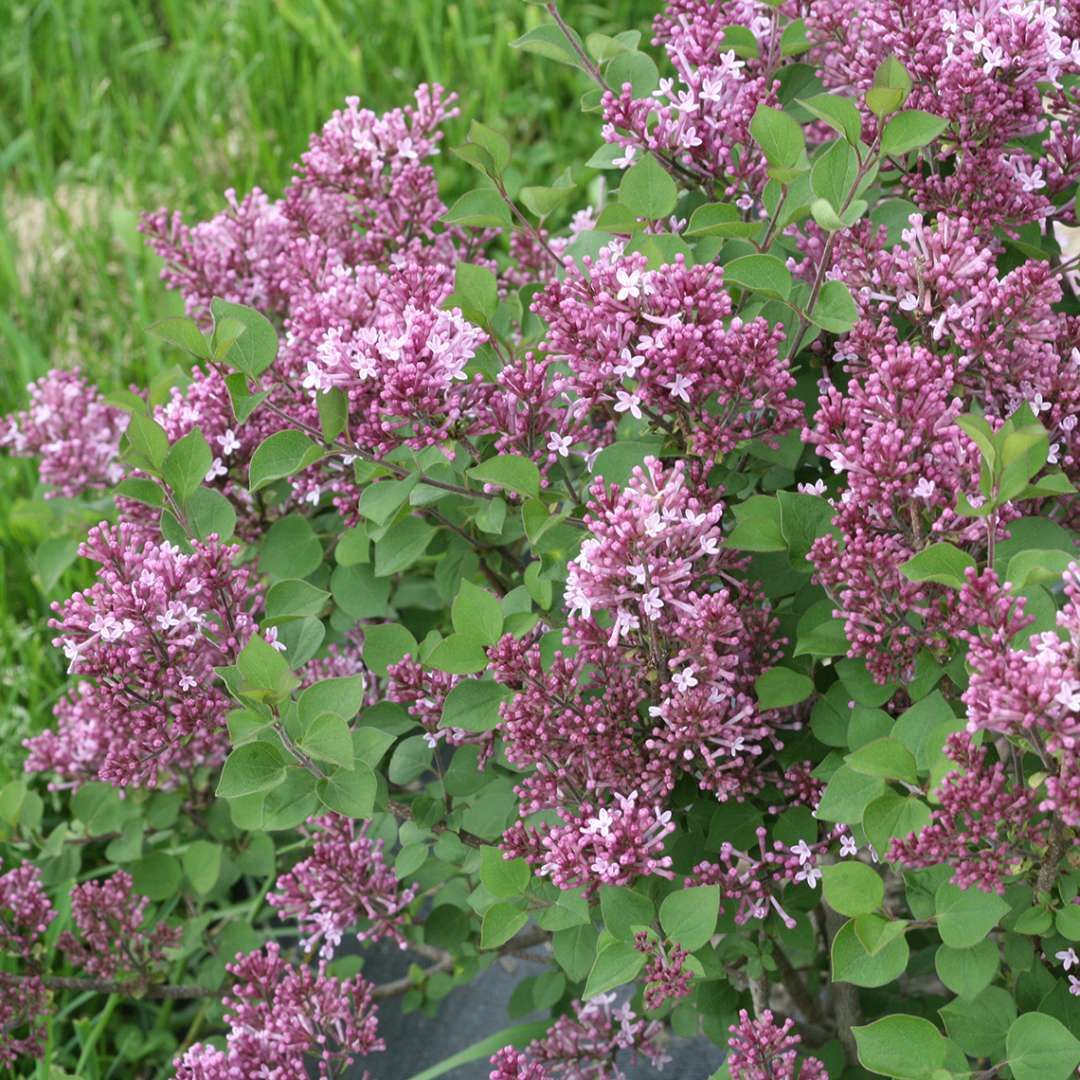 Images Pwcolorchoice Spring Meadow Twitter
