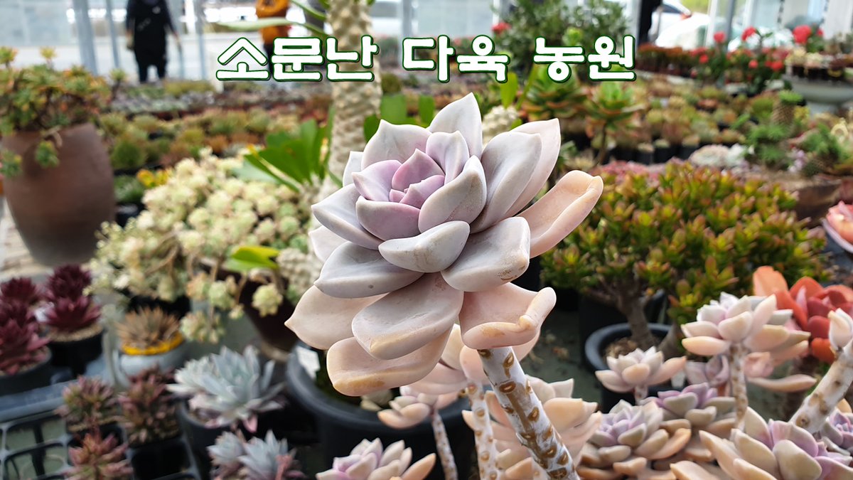 media_tech_kr's tweet image. 대청댐 드라이브 갔다가 들른 _ 소문난 다육 농원 _ 때마침 소나기는 내리고...
cafe.naver.com/superandsuper/…

#다육식물 #다육이종료 #다육이키우기 #다육이판매 #다육이할인 #다육이화분 #대청댐다육이 #소문난다육농원 #대청댐소문난다육농원