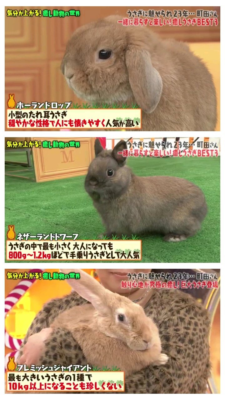 わび さび どの子も超かわいいウサギたち ミニウサギ 五郎丸ポーズ ホーランドロップ たれ耳うさぎ ネザーランドドワーフ 手乗りウサギ フレミッシュジャイアント 肉垂 マツコの知らない世界 癒しペットの世界 ウサギ わび さび どの子も超かわいいウサギたち ミニウサギ 五郎丸ポーズ ホーランドロップ たれ耳うさぎ ネザーランドドワーフ 手乗りウサギ フレミッシュジャイアント 肉垂 マツコの知らない世界 癒しペットの世界 ウサギ