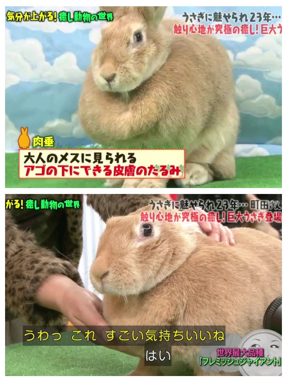 わび さび どの子も超かわいいウサギたち ミニウサギ 五郎丸ポーズ ホーランドロップ たれ耳うさぎ ネザーランドドワーフ 手乗りウサギ フレミッシュジャイアント 肉垂 マツコの知らない世界 癒しペットの世界 ウサギ T Co