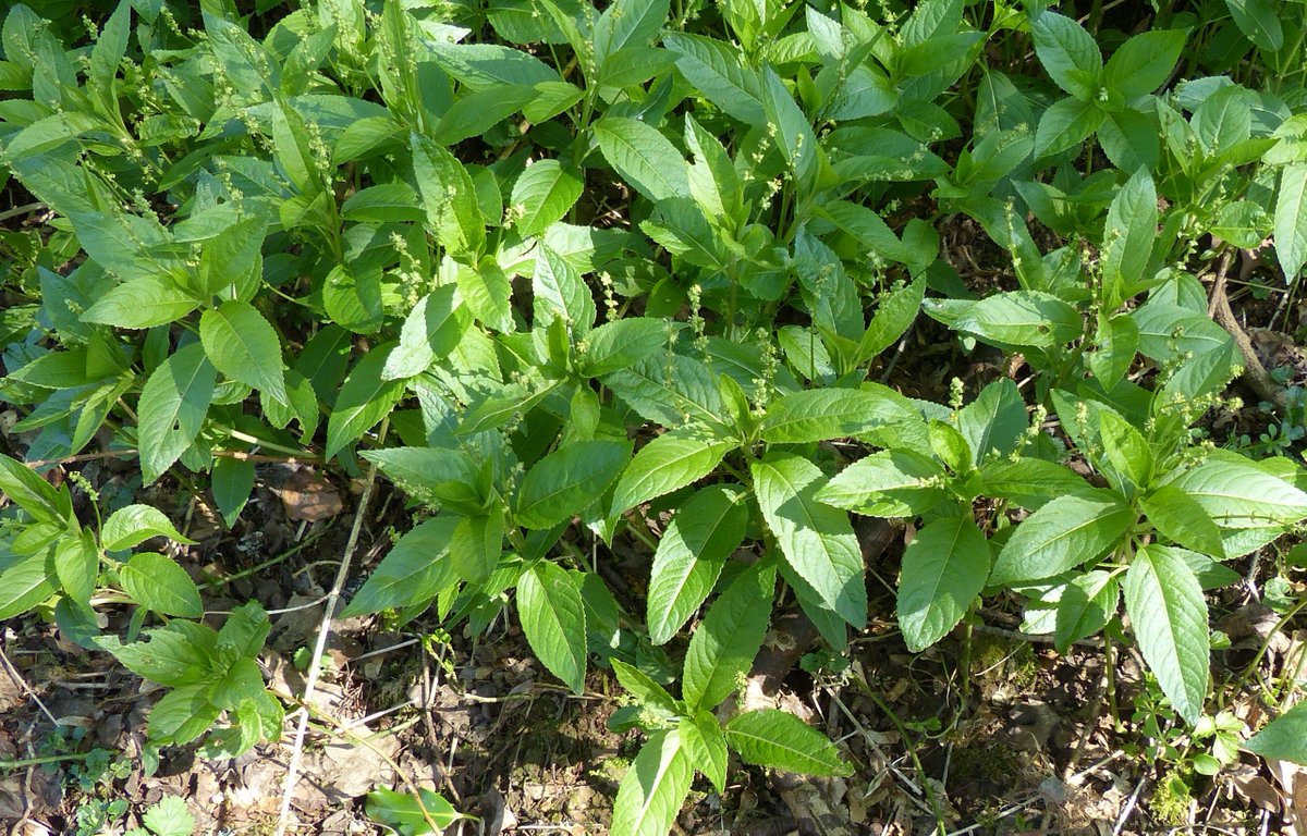 OK Twitter Botanistas! Day 2 of my #4plants1walk the sun is shining so after a great walk do tell me, what links these 4 plants? As usual plant names &amp; families too please!  <a href="/BSBIbotany/">BSBI: Botanical Society of Britain & Ireland</a> <a href="/BotanyRNG/">Alastair Culham</a> <a href="/readingbotany/">Plant Diversity at UoR</a> <a href="/floodenheim/">Peter Q D Flood</a> <a href="/joshual951/">Joshua Styles</a> <a href="/JAjowele/">Joshua Ajowele</a> <a href="/LyuPinhui/">7口</a> <a href="/limeandsage/">Lime Green and Sage</a> <a href="/kwid79/">Kevin Widdowson</a>