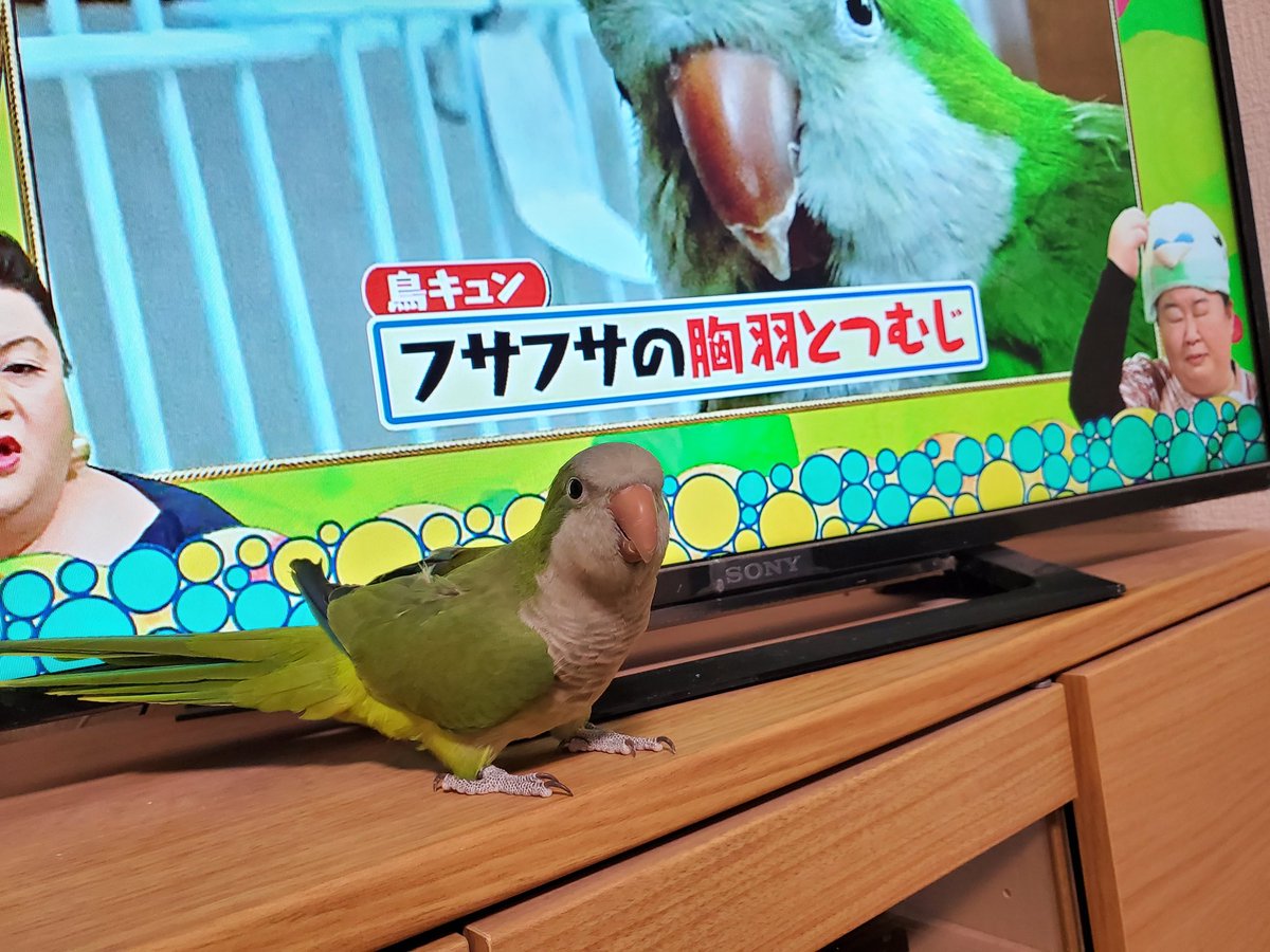 マツコの知らない世界で タイハクオウム が話題に トレンドアットtv