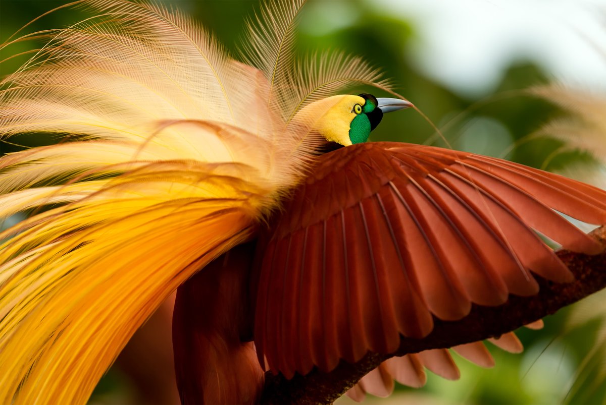 Pada 1989, seorang ahli ornitologi (pengkaji burung) sedang dalam usaha beliau mengkaji burung Cenderawasih yang turut dikenali sebagai 'Bird of Paradise' di Papua New Guinea.