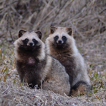 【動物の習性】意外?？ タヌキの夫婦愛が尊い!是非真似したい!