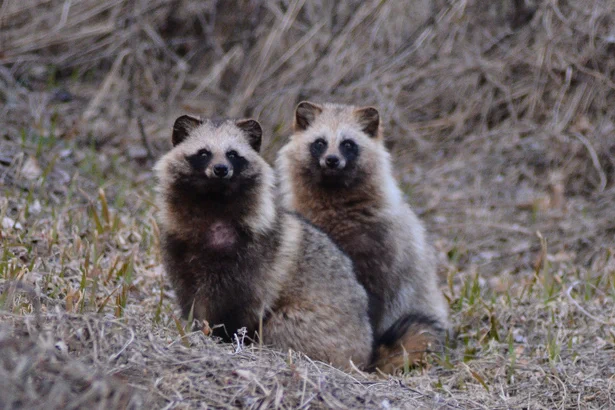 【動物の習性】意外?？ タヌキの夫婦愛が尊い！是非真似したい！！