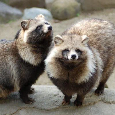 【動物の習性】意外?？ タヌキの夫婦愛が尊い！是非真似したい！！