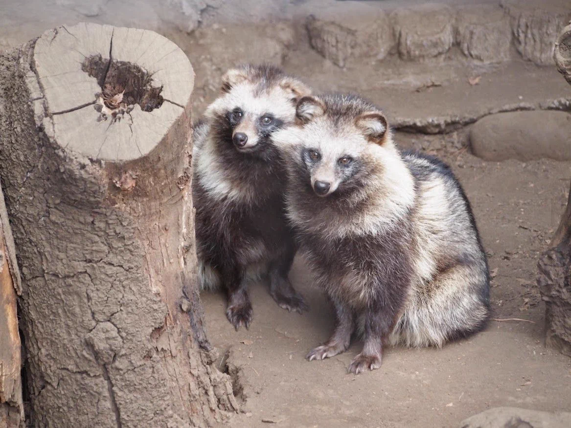 【動物の習性】意外?？ タヌキの夫婦愛が尊い！是非真似したい！！