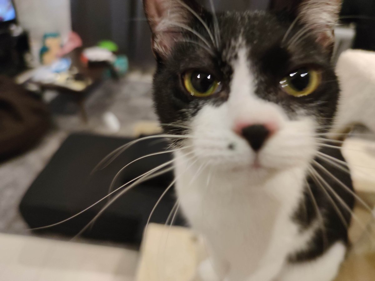 nekoadayo's tweet image. 我が家のヤンチャ猫のかわいい写真集