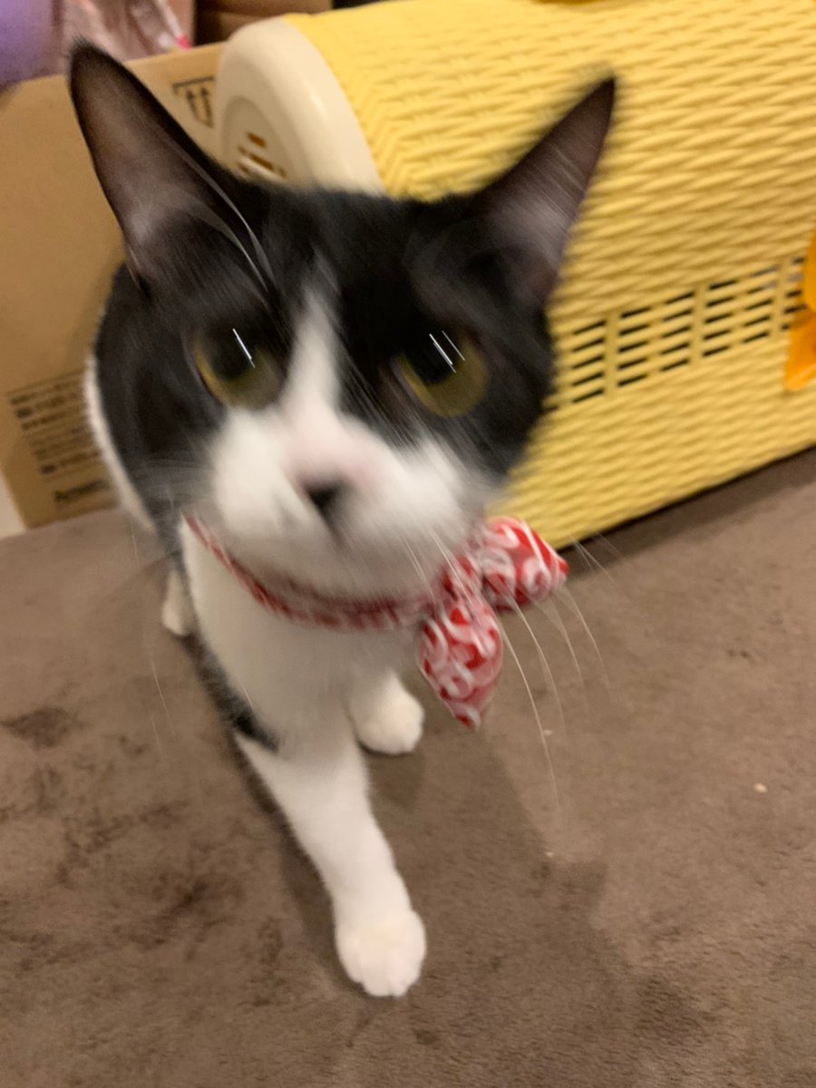 nekoadayo's tweet image. 我が家のヤンチャ猫のかわいい写真集