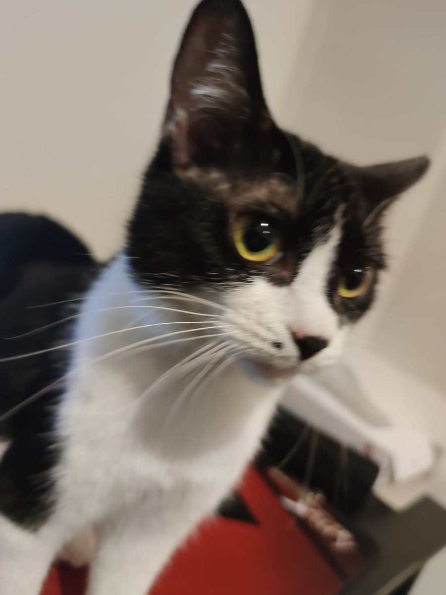 nekoadayo's tweet image. 我が家のヤンチャ猫のかわいい写真集