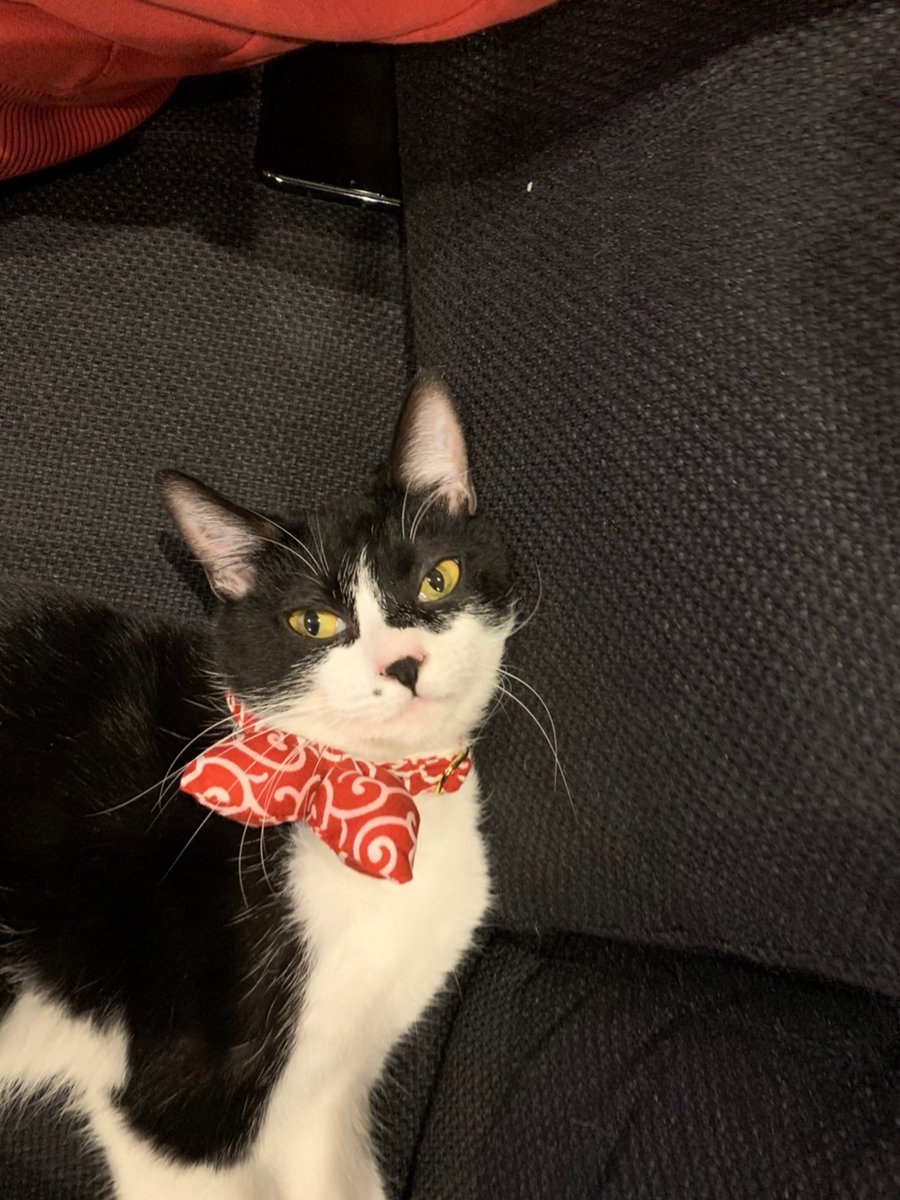 nekoadayo's tweet image. 我が家のヤンチャ猫のかわいい写真集