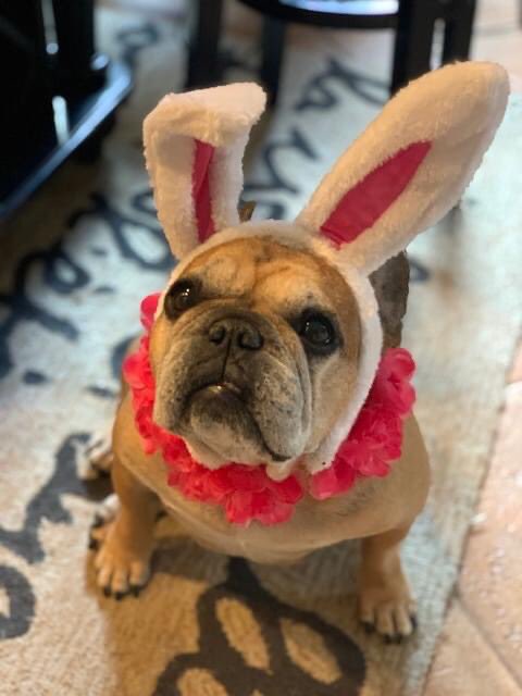 Happy Spring from Lucy!