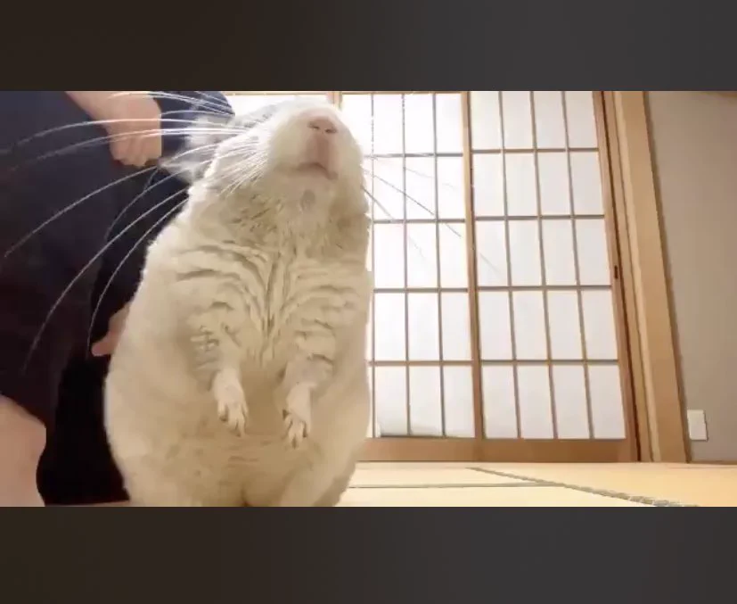 @snksaaan もうここから可愛いが溢れ出てる… 