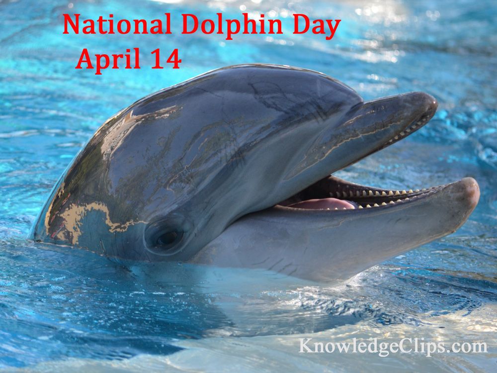 OldSettlersES's tweet photo. Did you know....
- There are currently 38 ocean dolphin species in the world?
- The bottlenose dolphin is the most well-known dolphin species?
- The killer whale is also considered a dolphin and is actually the 
   largest species of dolphin?
#OSEstars #LISDatHome https://t.co/YfXPJrAfbb