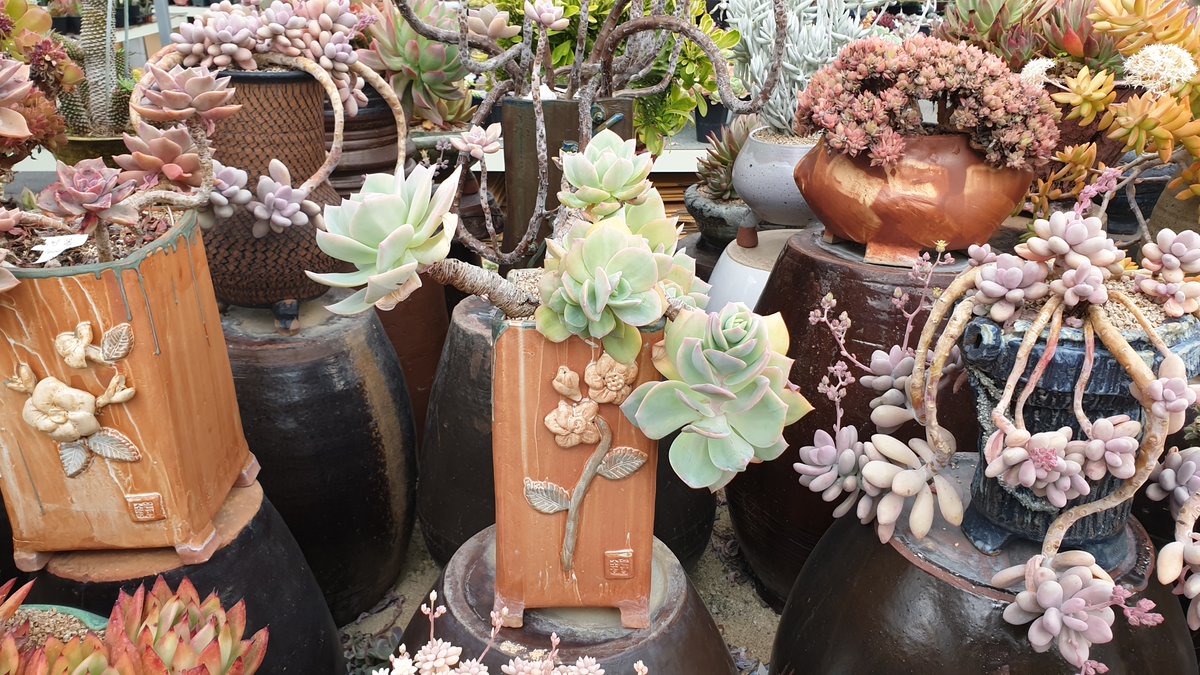 media_tech_kr's tweet image. [포토] 대청댐 다육 식물 농원 &quot;소문난 다육 농원&quot; 둘
cafe.naver.com/superandsuper/…

이 또한 모든 이들의 마음속에 기억되기를.

#다육식물 #다육이종료 #다육이키우기 #다육이판매 #다육이할인 #다육이화분 #대청댐다육이 #소문난다육농원 #대청댐소문난다육농원