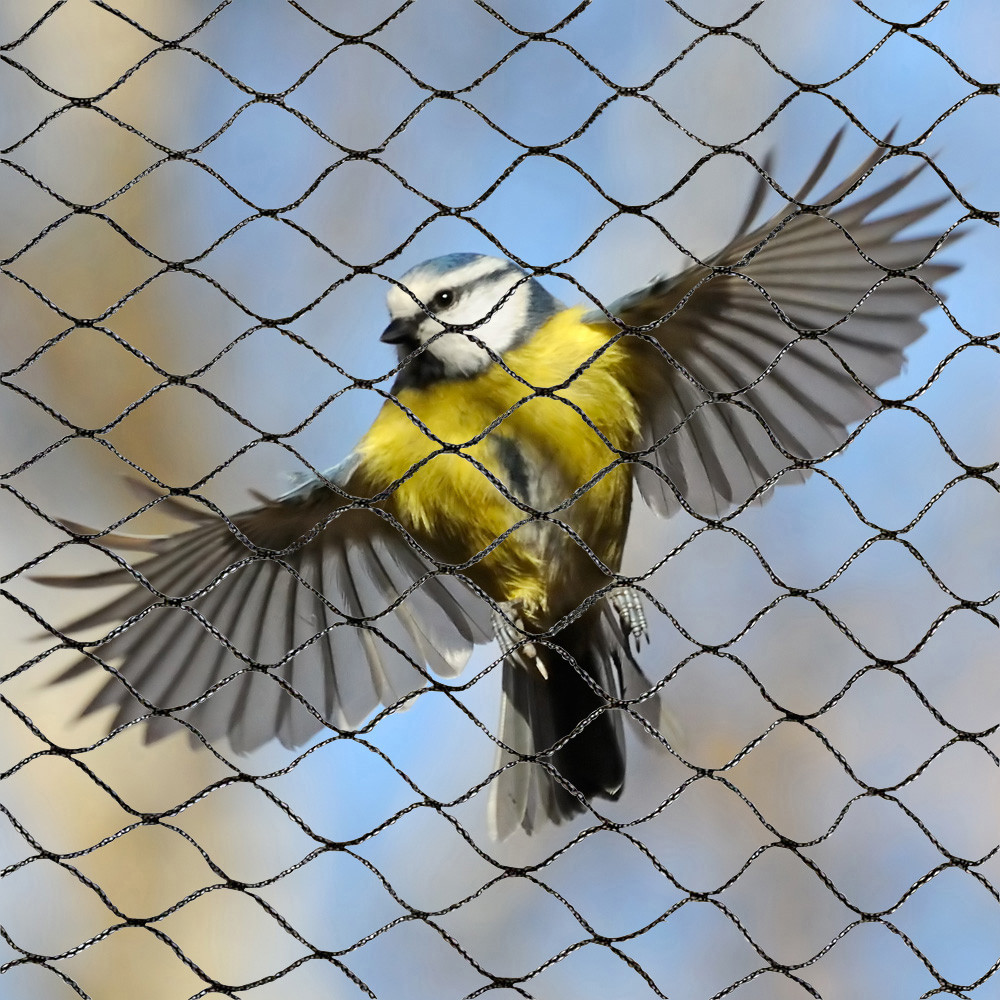 Burung yang dikenali sebagai Pitohui dichrous itu kemudian cuba dibebaskan oleh pengkaji tersebut. Sewaktu ingin melepaskan burung daripada jaring, beliau menerima beberapa luka cakaran daripada burung itu.