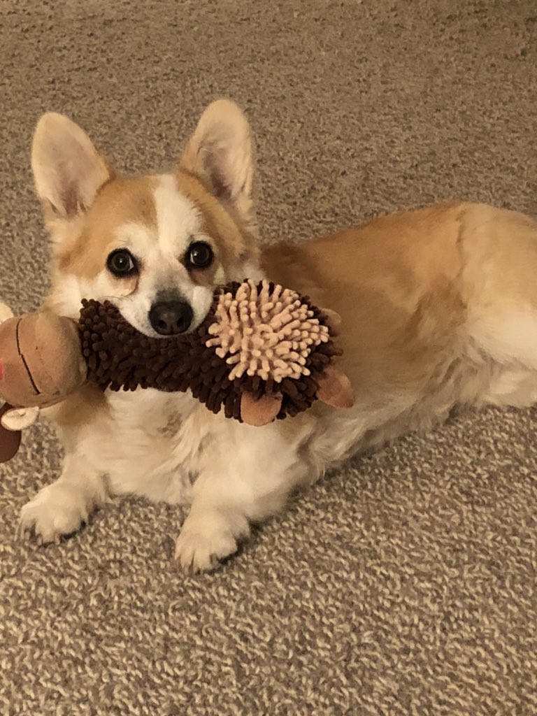 CorgiDyllan's tweet image. Time to do some dusting?