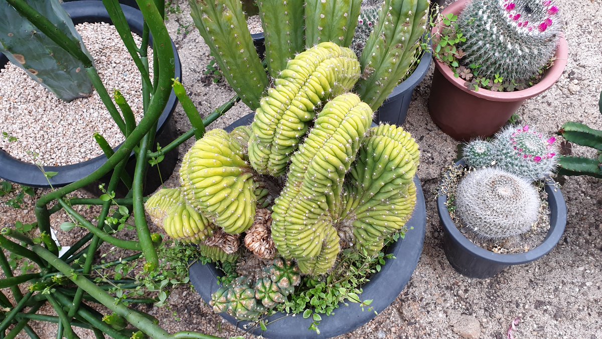 media_tech_kr's tweet image. [포토] 대청댐 다육 식물 농원 &quot;소문난 다육 농원&quot; 하나
cafe.naver.com/superandsuper/…

살아있는 것들의 소중함을 가슴으로 느끼며

#다육식물 #다육이종료 #다육이키우기 #다육이판매 #다육이할인 #다육이화분 #대청댐다육이 #소문난다육농원 #대청댐소문난다육농원