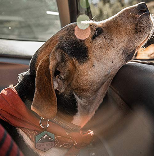the_petsworld's tweet photo. #Pets #Lovers #dogs https://t.co/r1jtBPwYct