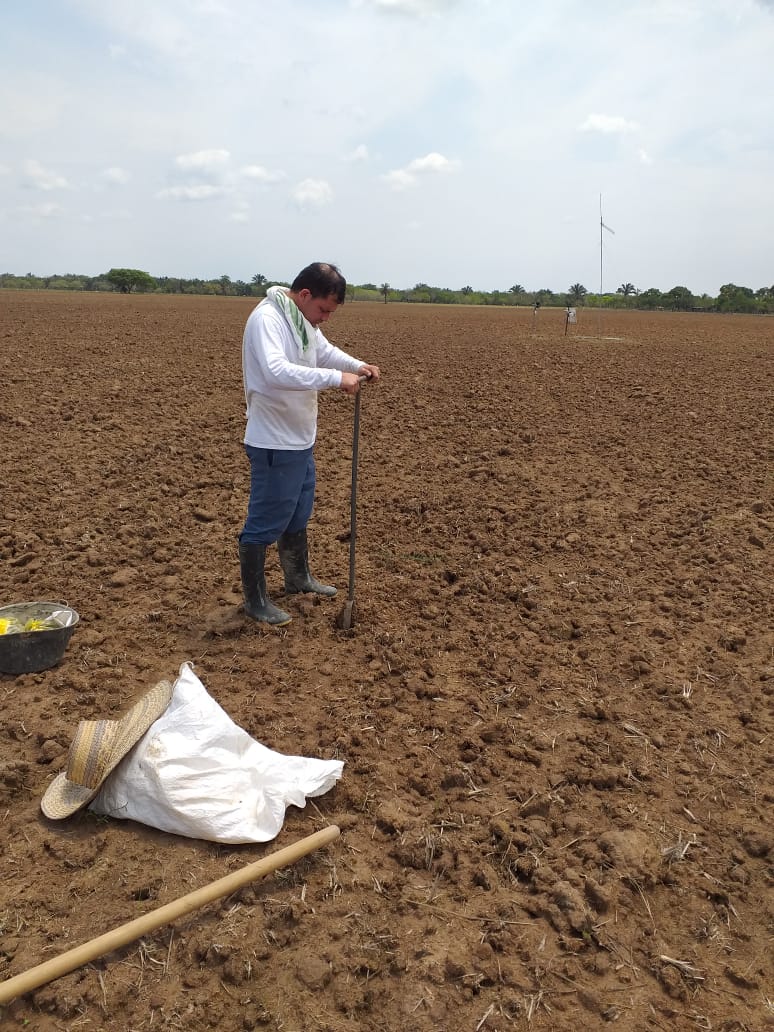 ecopromis's tweet photo. Segundo ciclo de arroz secano // Second cycle of dry rice
EcoProMIS project work in Casanare, Colombia
#rice #arroz #ecopromis https://t.co/PqdyieeAeo