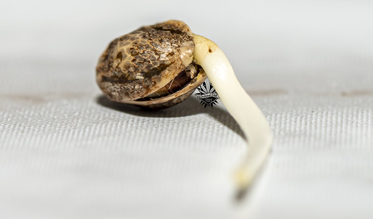 danluk8's tweet photo. mendo purp germinated 1 day fibrous root shooting out ready for that water https://t.co/VlSIHfc5Yg