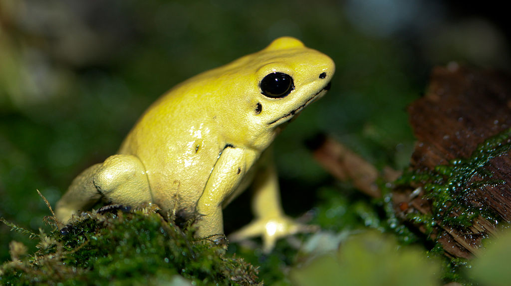 Ekstrak yang didapatkan daripada kulit dan bulu-bulu burung tersebut didapati mengandungi bahan aktif toksin homobatrachotoxin (hBTX), seperti yang dimiliki oleh katak dari genus Phyllobates atau lebih dikenali sebagai 'Poison Arrow Frogs'.