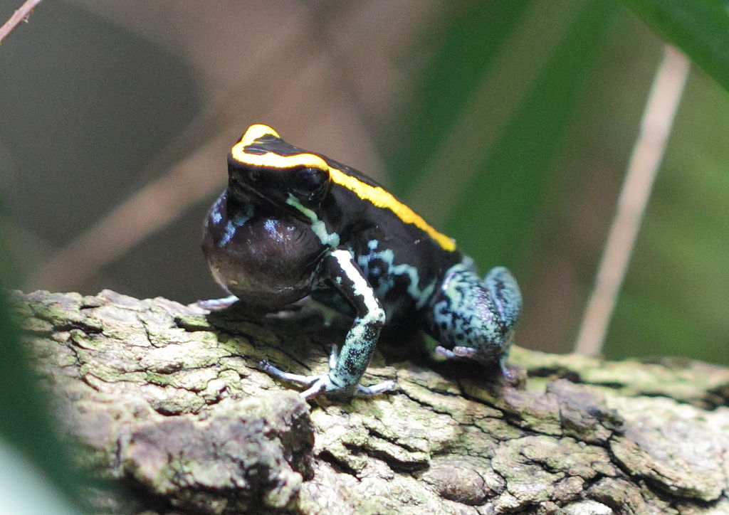 Ekstrak yang didapatkan daripada kulit dan bulu-bulu burung tersebut didapati mengandungi bahan aktif toksin homobatrachotoxin (hBTX), seperti yang dimiliki oleh katak dari genus Phyllobates atau lebih dikenali sebagai 'Poison Arrow Frogs'.