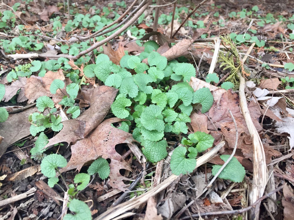 Grand River Conservation Authority tweet media