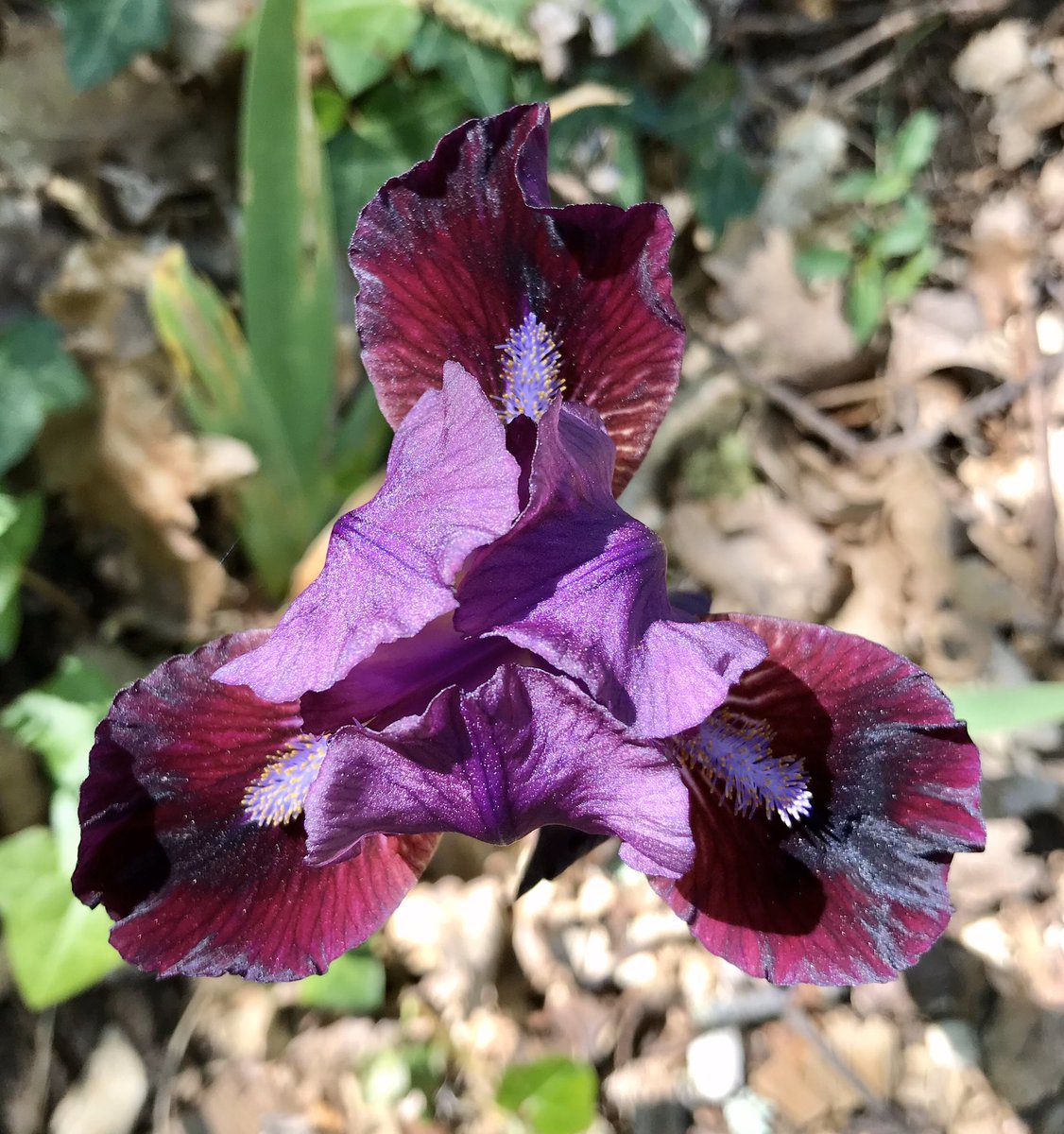 PennAllenwrites's tweet image. I suspect that you will have had enough bearded iris before I am done, but I can’t help myself, I love them. This is a miniature and is very happy in my woodland garden. #beardediris #mygarden #woodlandgarden #amgardening #amwriting