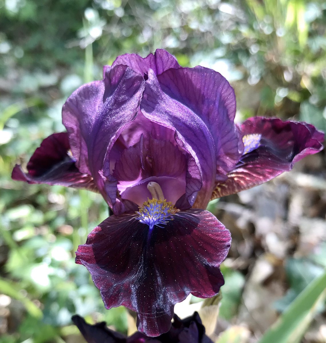 PennAllenwrites's tweet image. I suspect that you will have had enough bearded iris before I am done, but I can’t help myself, I love them. This is a miniature and is very happy in my woodland garden. #beardediris #mygarden #woodlandgarden #amgardening #amwriting