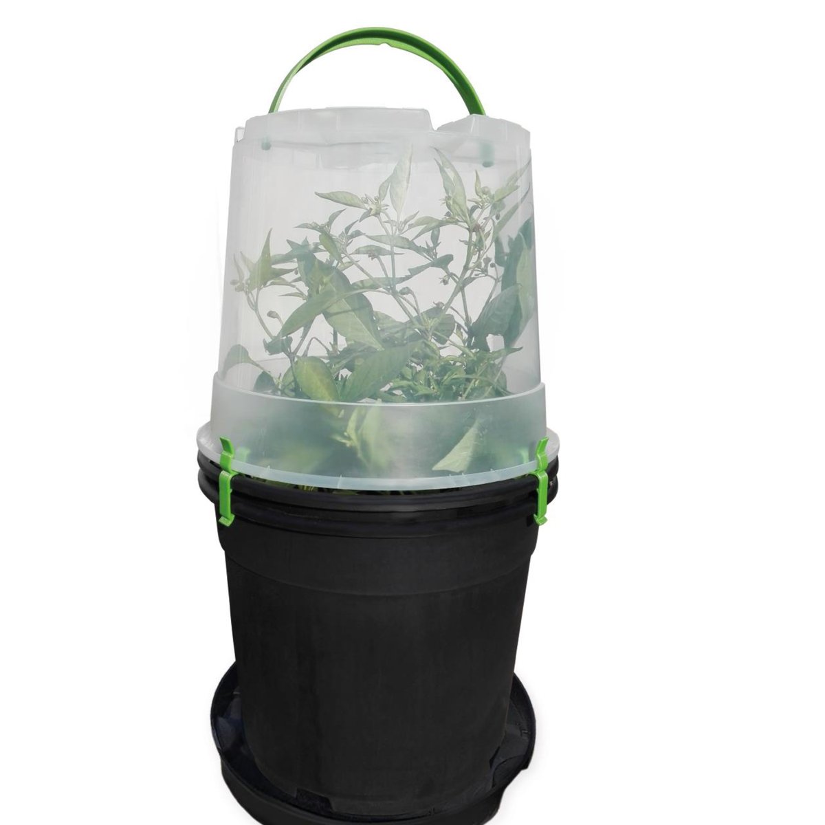 ClicknPlantza's tweet photo. 🍋 Grow your own herbs and vegies....🍋 - https://t.co/B2AlhOlN3l

#onlineshopping
#gardens
#edibleplants
#growtoeat
#herbs
#potato
#tomatoes
#teachingkids
#homeschool
#coronavirus
#lockdown
#southafrica
#outdoorplants
#indoorplants
#fruittrees
#freshproduce
#organicliving https://t.co/Xn7MGGJ4N3