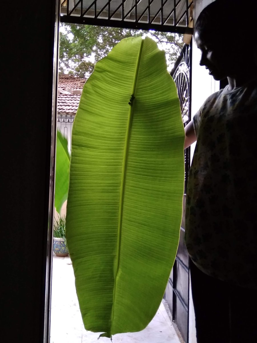 DAY 7: Lockdown extended, so I have time to catch up on this thread:) We made and distributed these banana leaf straws to the local sellers, who were struggling post  #plasticban in Mumbai, & Paper Straws are NOT sustainable either! Willing to train any group anytime!