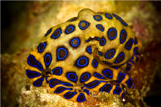 Contoh Aposematisme pada haiwan lain..Kiri - Blue Ringed Octopus dari genus HapalochlaenaKanan - Yellow Jacket dari genus Vespula/ Dolichovespula