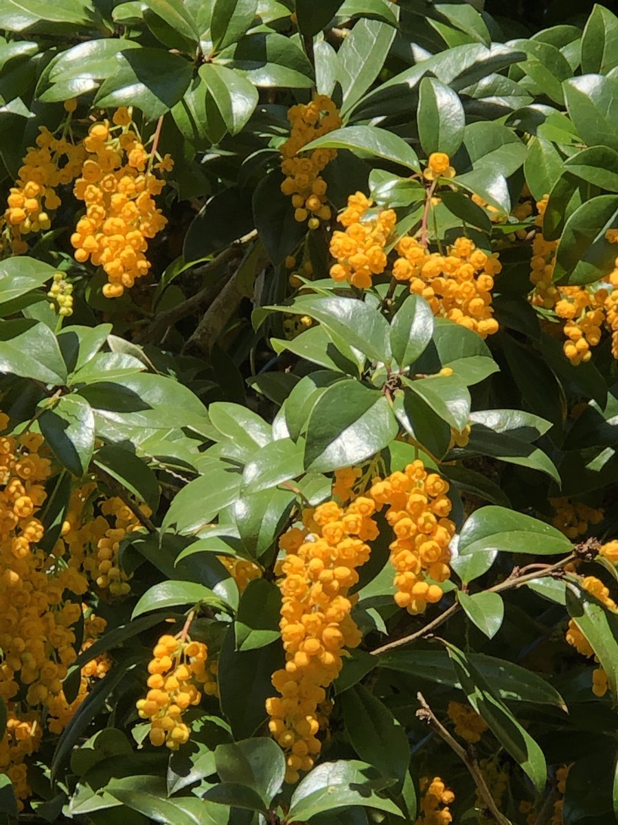 Botanic Nursery tweet media