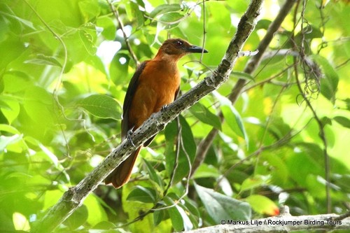 Kini terdapat 6 spesies daripada burung genus Pitohui yang dapat ditemui mendiami kawasan hutan Papua New Guinea. Setiap satu daripada spesies ini juga berbeza tahap ketoksikan yang dimiliki