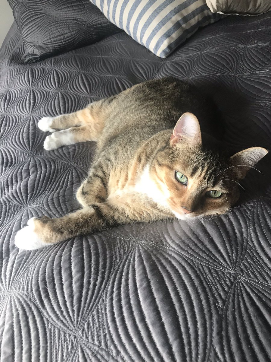 VanessaSully's tweet photo. Sunny Girl ☀️ is NOT a team player. #LifeAtCalian_Remotely https://t.co/nmErnNDl1r