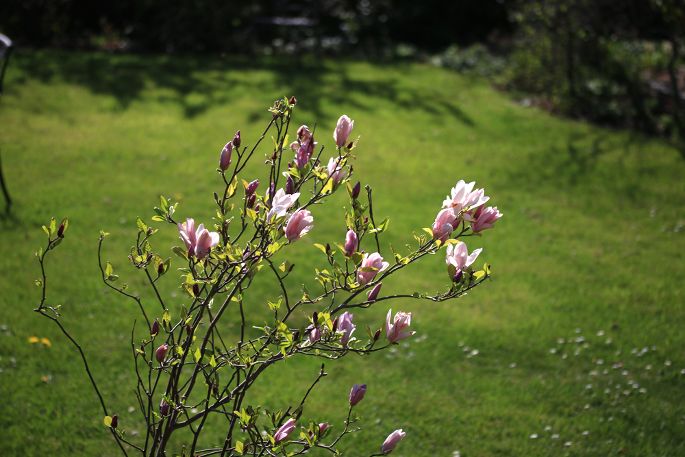 Another gorgeous magnolia. They are all just getting going.

Magnolia Leonard Messel

#pottypreston 
#PrestonBissettNurseries
#tuliptree
#Magnolia
#springshrub
