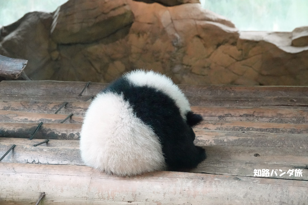 zhiluniannian's tweet photo. #長隆野生動物世界。パンダレストランにいた婷仔くんです!ボールみたいな写真が私のお気に入り💕ちなみに婷婷は一昨日紹介した隆隆と一緒に2018年2月に繁殖のためゲンダに送られ、3月に発情して武冈と兰仔と交配、7月に婷仔くんを産みました。これも効率的な出産🤩
#ChimelongSafariPark #TingZai https://t.co/vq4vf5wvyF