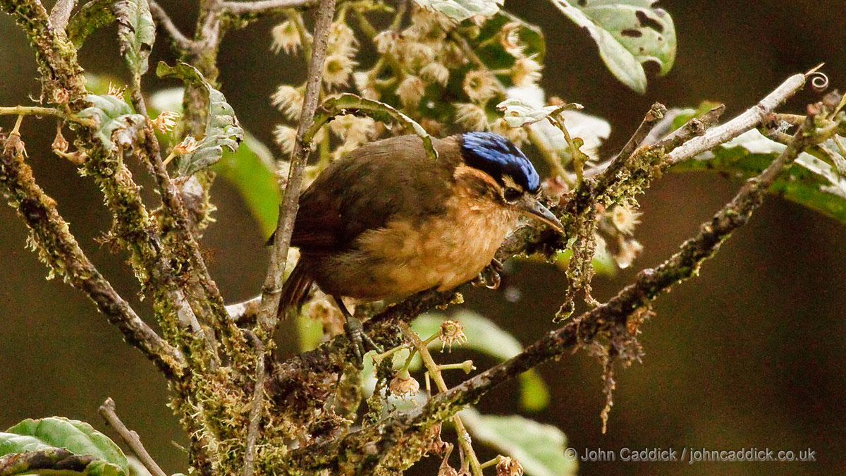 Selepas penemuan yang mengatakan burung Pitohui ini bertoksik, terdapat beberapa lagi spesies burung yang turut diketahui bertoksik. Misalnya, burung nama saintifiknya Ifrita kowaldi, atau lebih dikenali sebagai 'Blue-capped Ifrit'.