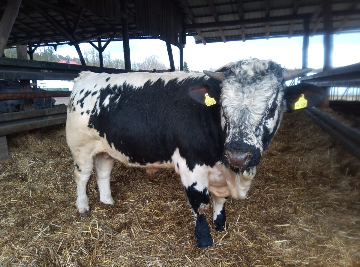 Meatonamission's tweet photo. Pustertaler Bio-Rind und Bio-Schwein aus Gronenfelde - https://t.co/gK28dQLZ6f https://t.co/tW59jdqRGM