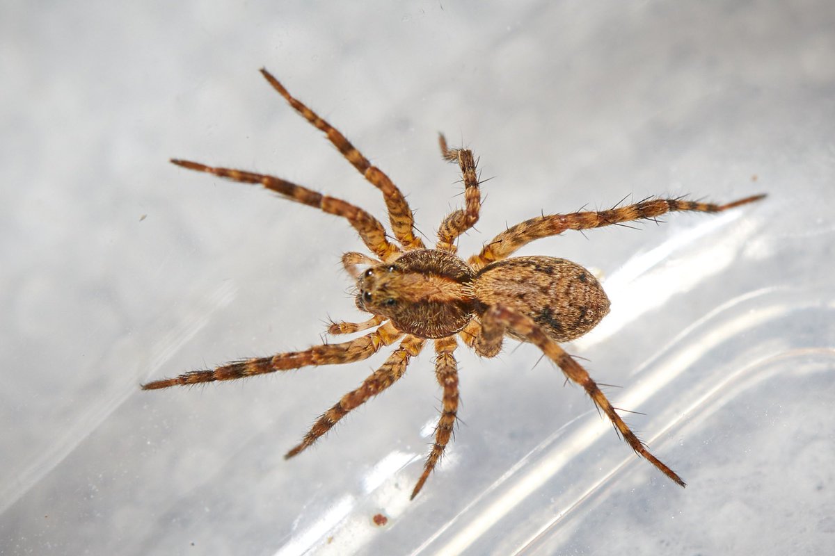 asimchoudhri (@asimchoudhri) on Twitter photo <a href="/RecluseOrNot/">Recluse or not?</a> This was found beside some toys in our house. Memphis, TN. Thank you! #recluseornot #spiderid <a href="/RecluseOrNot/">Recluse or not?</a> This was found beside some toys in our house. Memphis, TN. Thank you! #recluseornot #spiderid