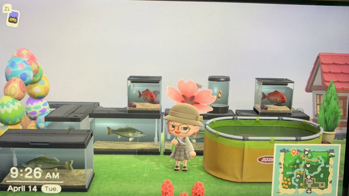 Taek_me_out's tweet image. Hey pals it’s raining on my island right now so that means we got some Coelacanth and Oarfish possibilities 🐠🐟🐋🐬🦈 feel free to come fish while I work 

I also have 🍑🍎🍒🥥🍊🍐 
Both Able sisters and Nooks Cranny are open! 

Pls donate to my bridge #dodocode #acnhcode #acnh