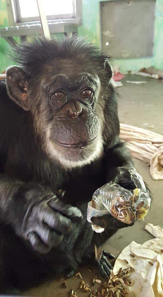 SaveTheChimps's tweet photo. You know what's real tasty to me nuts. Elderly chimps like me need them for extra protein and fun treats. Help us raise 300 lbs of nuts in 48 hours on the link below! -Yvette
#chimpstaketwitter #TastyTuesday
#savethechimps
https://t.co/QmuR8Ov7Bg https://t.co/o1cQRhjKaW