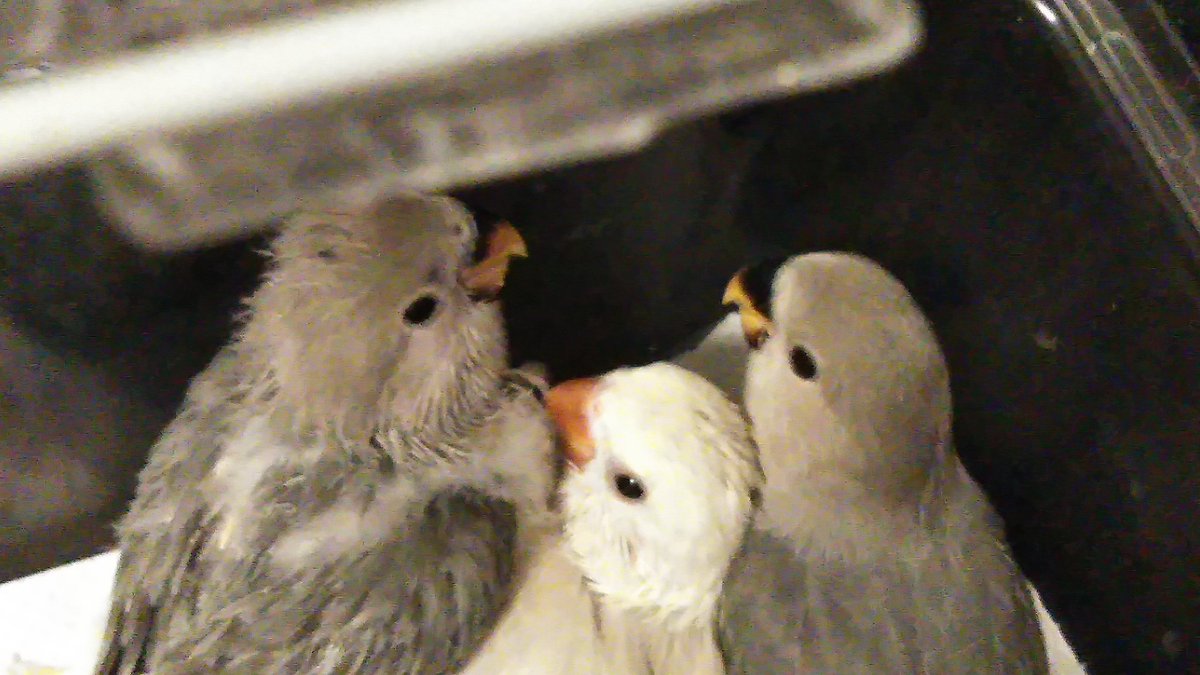神奈川県コザクラインコブリーダー 神奈川県コザクラインコブリーダー