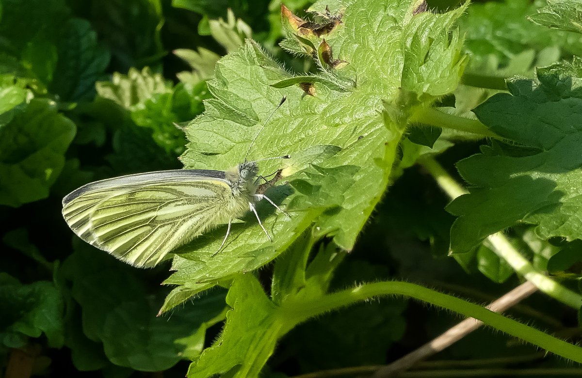 Steve Robinson tweet media