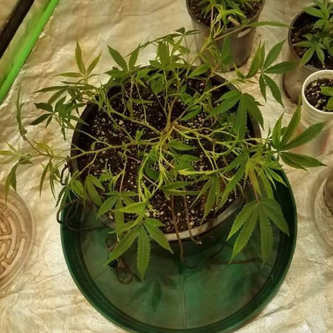 LowTrainer's tweet photo. Another happy grower " Low Stress Training " their cannabis plants using the #LowStressTrainer #GrowKit 
Visit us for all your plant training needs @ 
https://t.co/pN4YcIewjR https://t.co/11uUxqhVe2