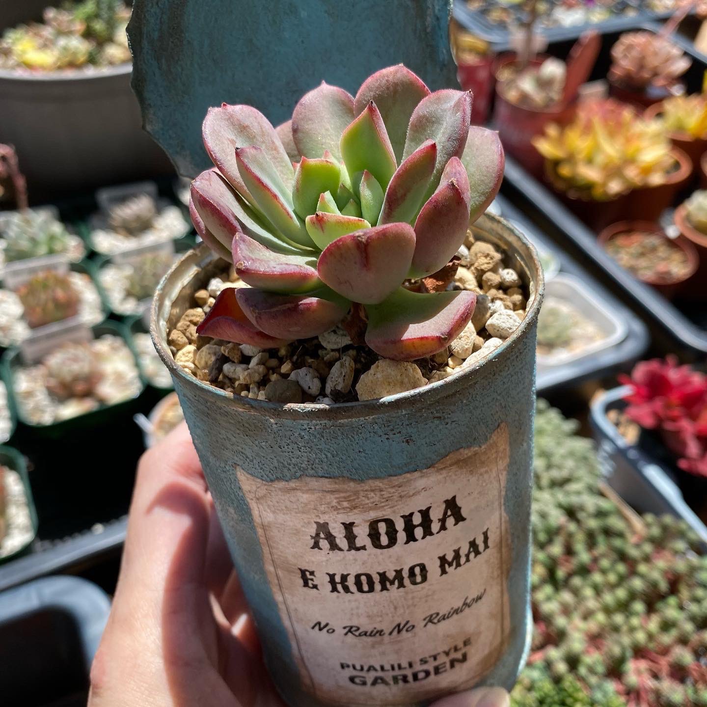 フックにかけられるリメ缶 ふるい 59 多肉植物 リメイク缶
