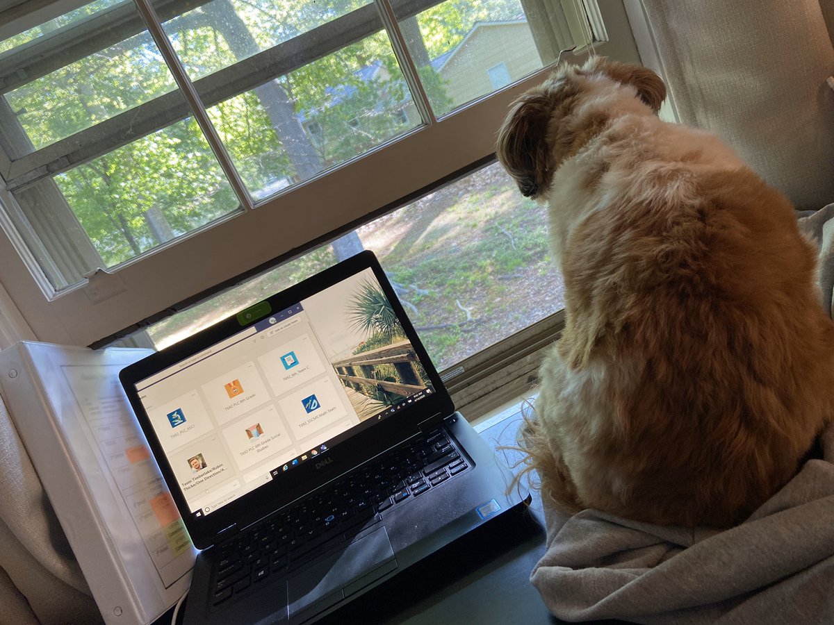 Amberleggett7's tweet photo. My work from home buddy #sscms #fcsrising https://t.co/rtzR92wYme